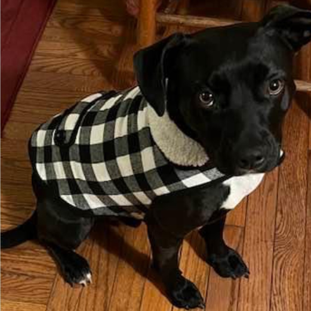 Doggy coat